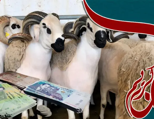 مسؤول يتوقع وصول لهيب الأسعار لسوق المواشي في عيد الأضحى (فيديو)