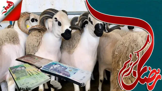 مسؤول يتوقع وصول لهيب الأسعار لسوق المواشي في عيد الأضحى (فيديو)