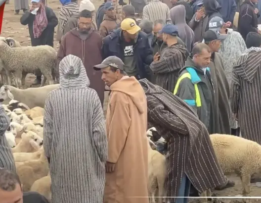 مربو أغنام يؤكدون وفرة أضاحي العيد ويكشفون أسعارها