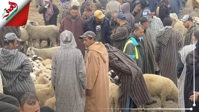 مربو أغنام يؤكدون وفرة أضاحي العيد ويكشفون أسعارها