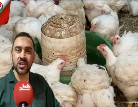 أسعار الدجاج تُلهب جيوب ساكنة أزمور وسط تراجع الإقبال