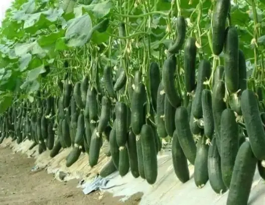 صادرات الخيار المغربي إلى البرتغال تحقق رقما قياسيا جديدا