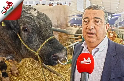 مهني يكشف أنواع العجول وأجودها بالمغرب ويعلق على أسعار اللحوم وجدل عجول البرازيل