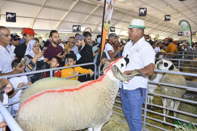 أضخم “حولي فحل” بالمغرب في معرض الفلاحة بمكناس