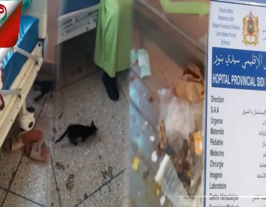 جناح الولادة بمستشفى سيدي بنور.. قطط وأزبال في قاعة الولادة والحضانة (فيديو)