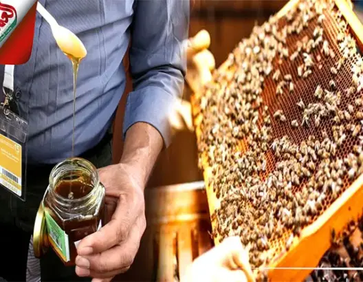 رغم المرض.. مربو النحل يرفضون استيراد الخلايا ويتشبثون بجودة العسل