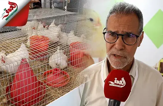 مهنيو الدواجن يكشفون أسباب غلاء لحم الدجاج والبيض بالمغرب