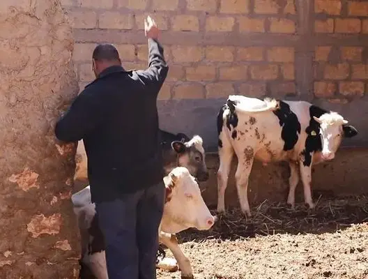 سرقة أبقار وأغنام