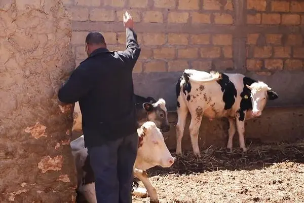 سرقة أبقار وأغنام