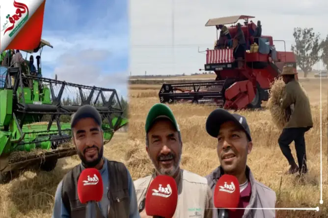 انطلاق موسم الحصاد.. فلاحو دكالة يسجلون تراجع المحصول بـ 40%