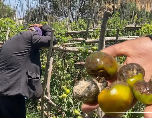 فيروس "الميلديو" يدمر مئات الهكتارات من الطماطم بأكبر مزارع دكالة