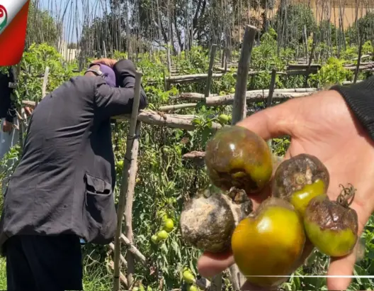 فيروس “الميلديو” يدمر الطماطم بمزارع دكالة