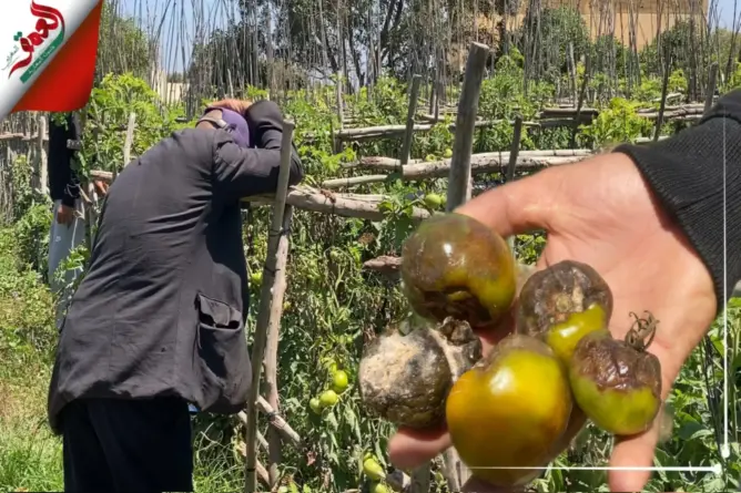 فيروس “الميلديو” يدمر الطماطم بمزارع دكالة