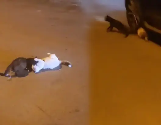مطالب بمعاقبة شخص دهس قطا تحت عجلات سيارته بالرباط