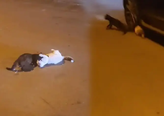 مطالب بمعاقبة شخص دهس قطا تحت عجلات سيارته بالرباط