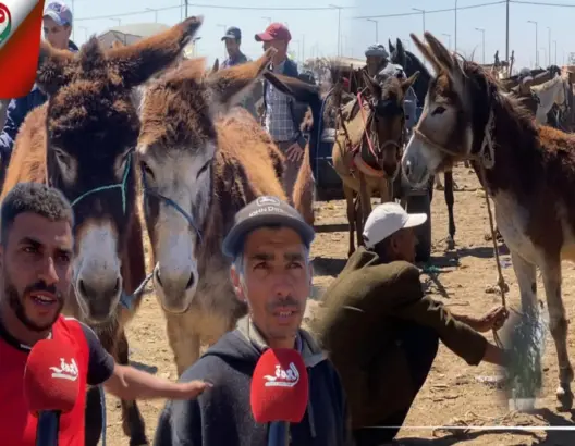 الجفاف وغلاء الأعلاف يدفع فلاحين لبيع حميرهم