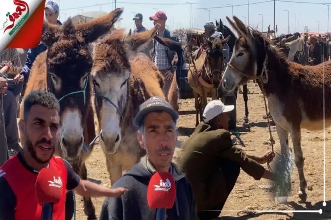الجفاف وغلاء الأعلاف يدفع فلاحين لبيع حميرهم