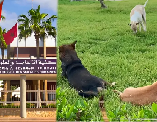 تزامنا وفترة الامتحانات.. كلاب ضالة تغزو رحاب كلية الآداب بأكادير (فيديو)
