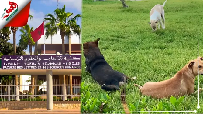 تزامنا وفترة الامتحانات.. كلاب ضالة تغزو رحاب كلية الآداب بأكادير (فيديو)