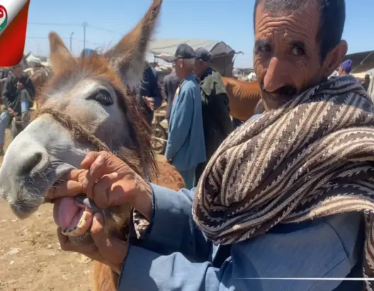 كسابة يبرزون معايير تحديد أسعار الحمير ويشتكون الكساد