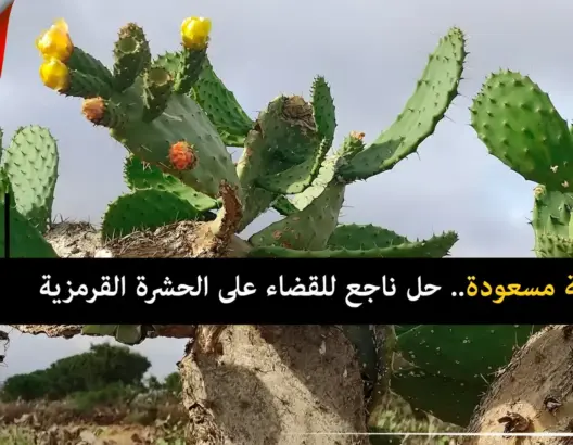 خبراء مغاربة يوظفون “لالة مسعودة” للقضاء على الحشرة القرمزية (فيديو)