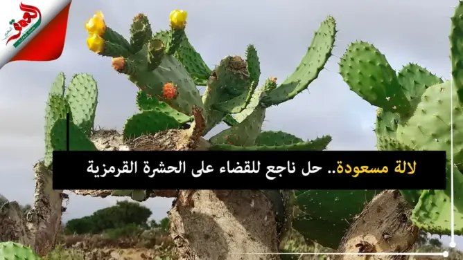 خبراء مغاربة يوظفون “لالة مسعودة” للقضاء على الحشرة القرمزية (فيديو)