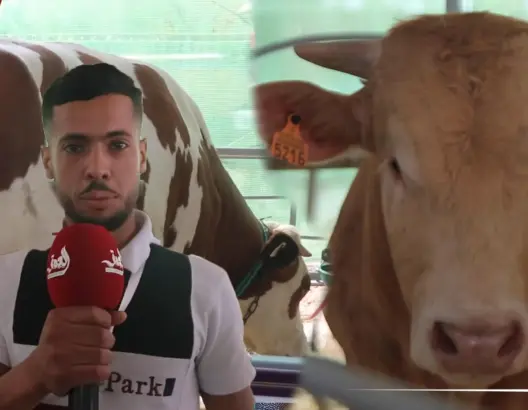 الأبقار الاسبانية تعزز عرض اللحوم بأسواق وجدة.. وهذه أسعارها