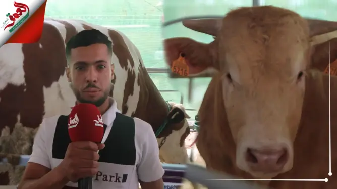 الأبقار الاسبانية تعزز عرض اللحوم بأسواق وجدة.. وهذه أسعارها