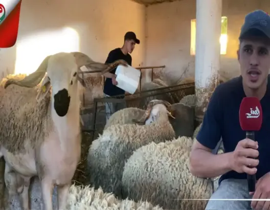 أصغر كساب بالجديدة يهب حياته للغنم بعد مغادرة المدرسة