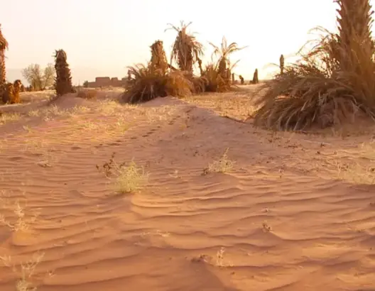 الجفاف بضرب جزءا من واحة فزواطة بزاكورة