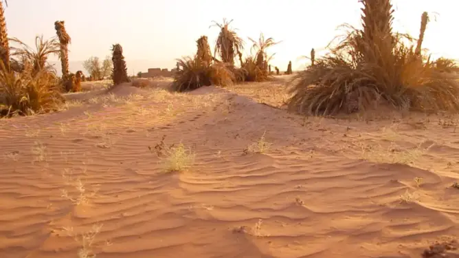 الجفاف بضرب جزءا من واحة فزواطة بزاكورة