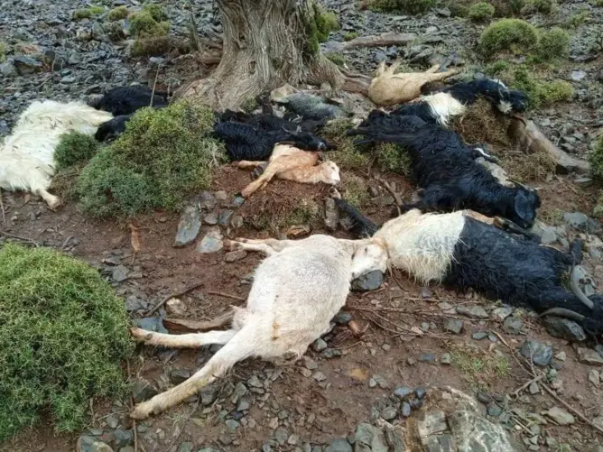 صاعقة رعدية تتسبب في نفوق قطيع ماعز بتونفيت نواحي ميدلت