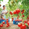 شكل ارتفاع صادرات الطماطم المغربية نحو السوق الأوروبية، حديثا للصحف الأوروبية، خلال الفترة الحالية،