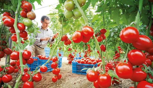 الطماطم المغربية تواصل غزو أوروبا وتثير غضب فلاحي إسبانيا وفرنسا – العمق المغربي