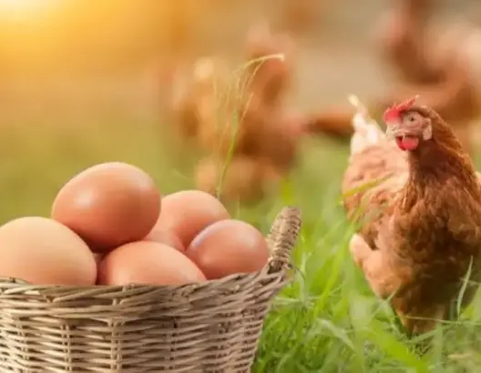 من جاء قبل الآخر الدجاجة أم البيضة؟.. علماء يجيبون عن السؤال المحير