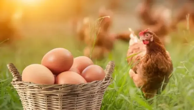 من جاء قبل الآخر الدجاجة أم البيضة؟.. علماء يجيبون عن السؤال المحير