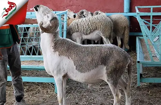 كساب: أثمنة أضاحي العيد بسلا في المتناول