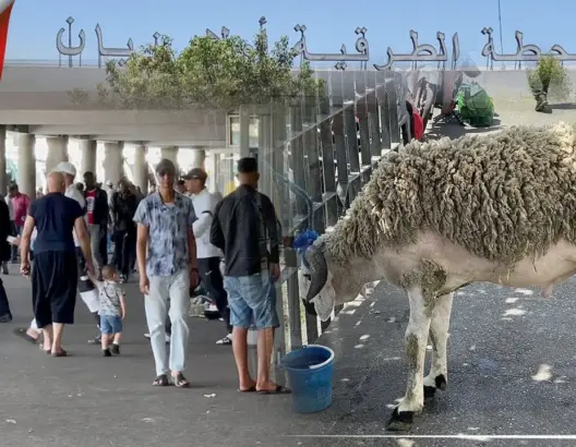 عيد الأضحى بمحذة أولاد زيان الدار البيضاء