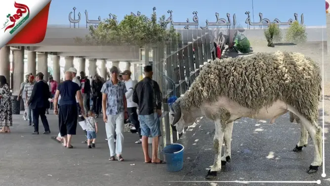 عيد الأضحى بمحذة أولاد زيان الدار البيضاء