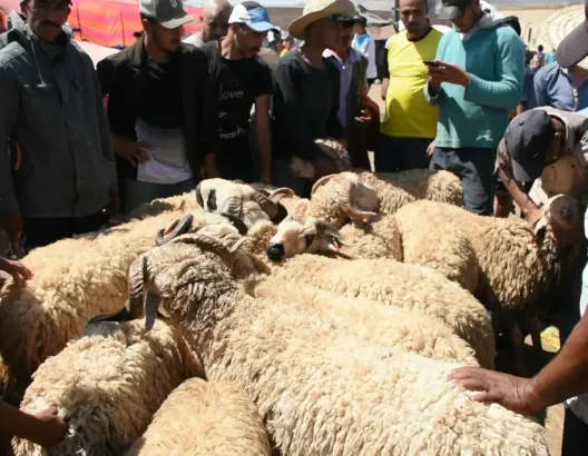 أثمنة الأضاحي بسوق بندباب بفاس (فيديو)