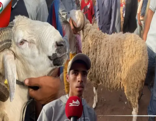 اشتوكة.. تفضيل للأضاحي الصغيرة وإحجام عن الكبرى