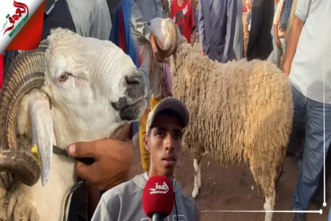 اشتوكة.. تفضيل للأضاحي الصغيرة وإحجام عن الكبرى