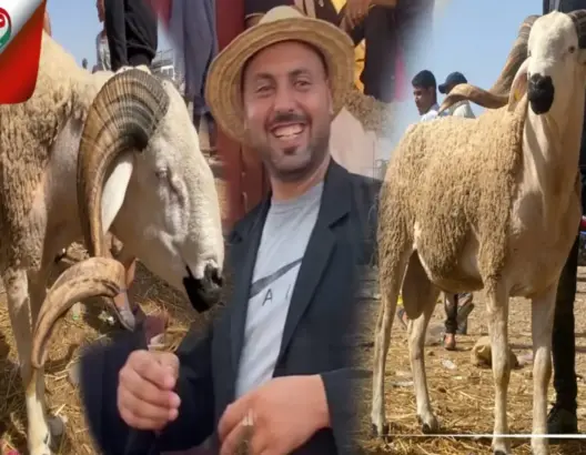 كساب مشهور بأناقته يعرض خرفان “الهوت ڭام” برحبة أزمور