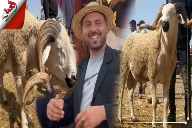 كساب مشهور بأناقته يعرض خرفان “الهوت ڭام” برحبة أزمور
