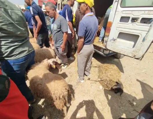 نفوق رؤوس أغنام بسوق الأضاحي بفاس جراء الحرارة المفرطة