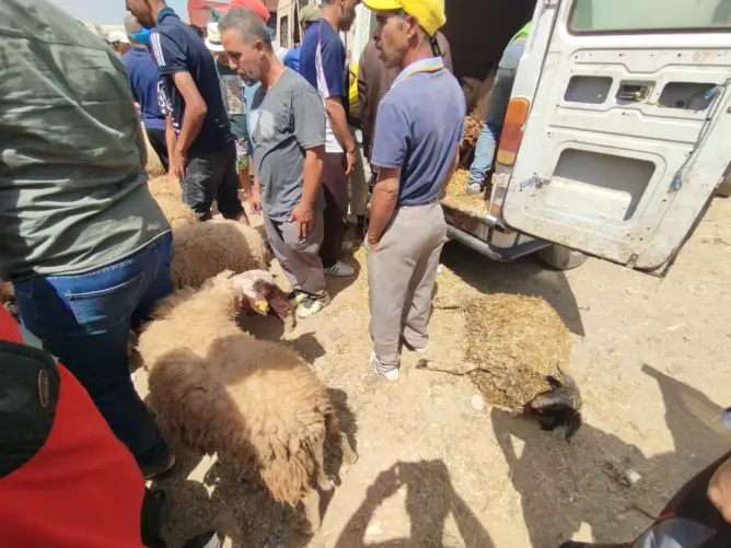 نفوق رؤوس أغنام بسوق الأضاحي بفاس جراء الحرارة المفرطة