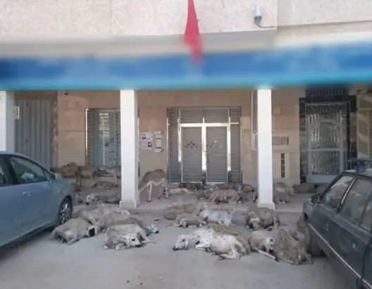 تحول مدينة ابن أحمد لـ”حظيرة حيوانات” يغضب نشطاء (صورة)