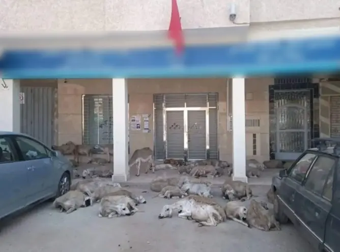 تحول مدينة ابن أحمد لـ”حظيرة حيوانات” يغضب نشطاء (صورة)
