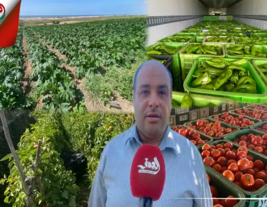 منتجو الخضر بأولاد غانم يبرزون وفرة الإنتاج وانخفاض الأثمان