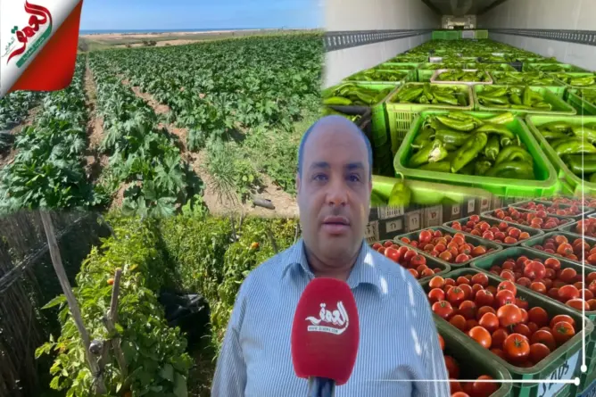 منتجو الخضر بأولاد غانم يبرزون وفرة الإنتاج وانخفاض الأثمان
